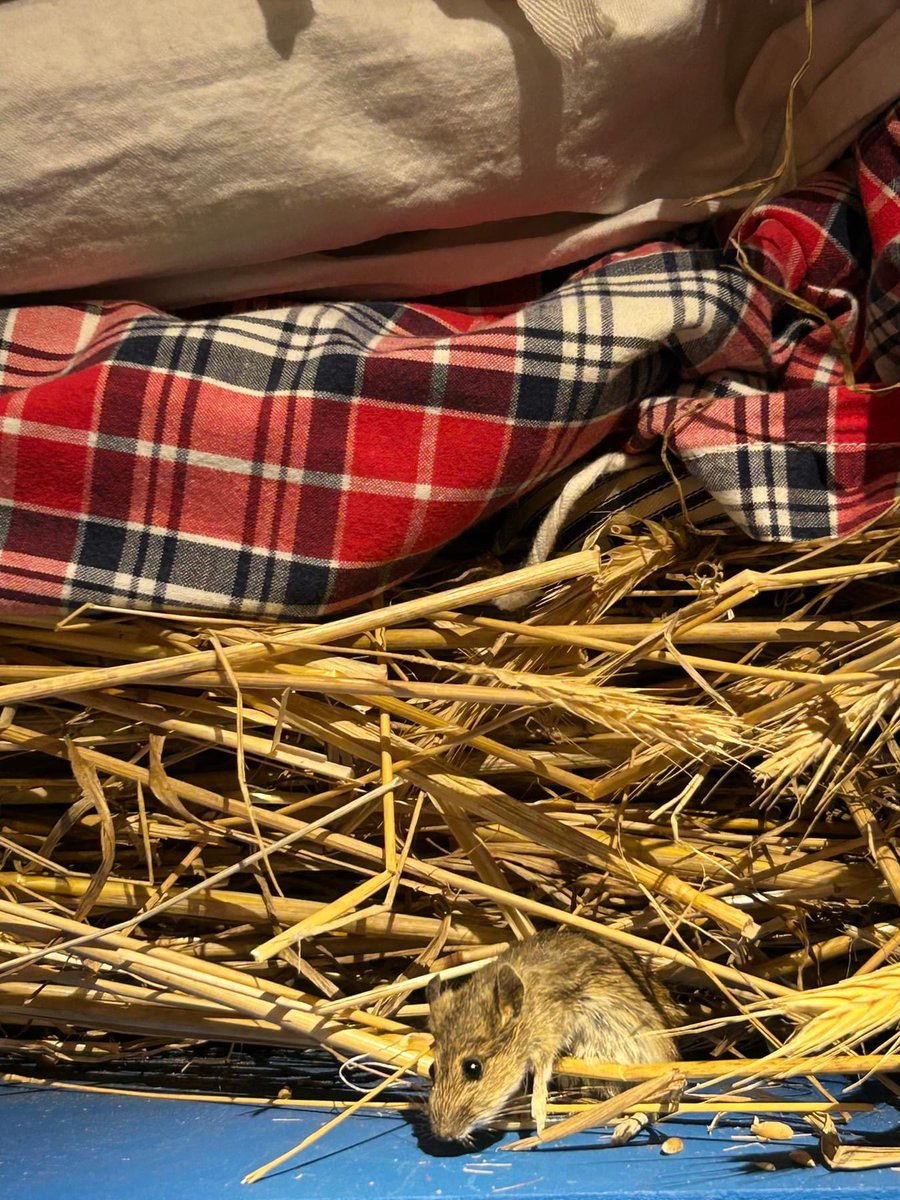 museumstaphorst tweet media