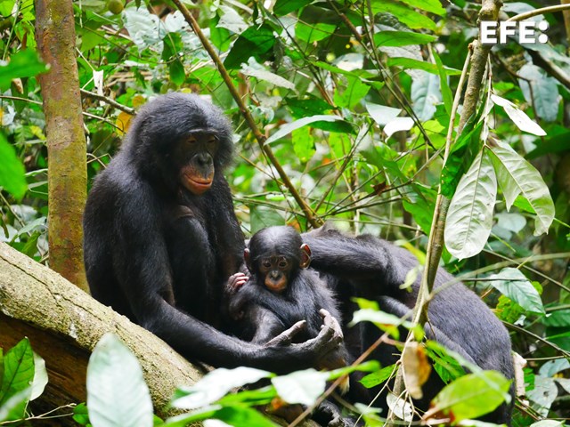 Un equipo internacional de investigadores ha hecho el seguimiento focal y comparativo más completo hasta la fecha de un grupo de bonobos y chimpancés, descubriendo que los machos bonobos son más agresivos de lo que se pensaba. efeverde.com/bonobos-menos-…