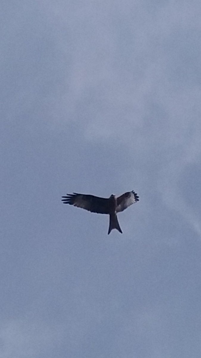 My Red kite came to see me again today #birdphotography