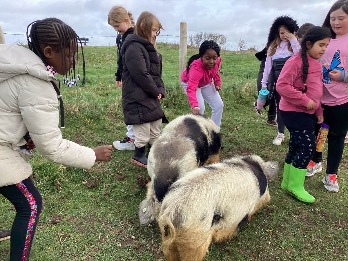 More highlights from Y4’s stay at St Madoc: feeding the pigs