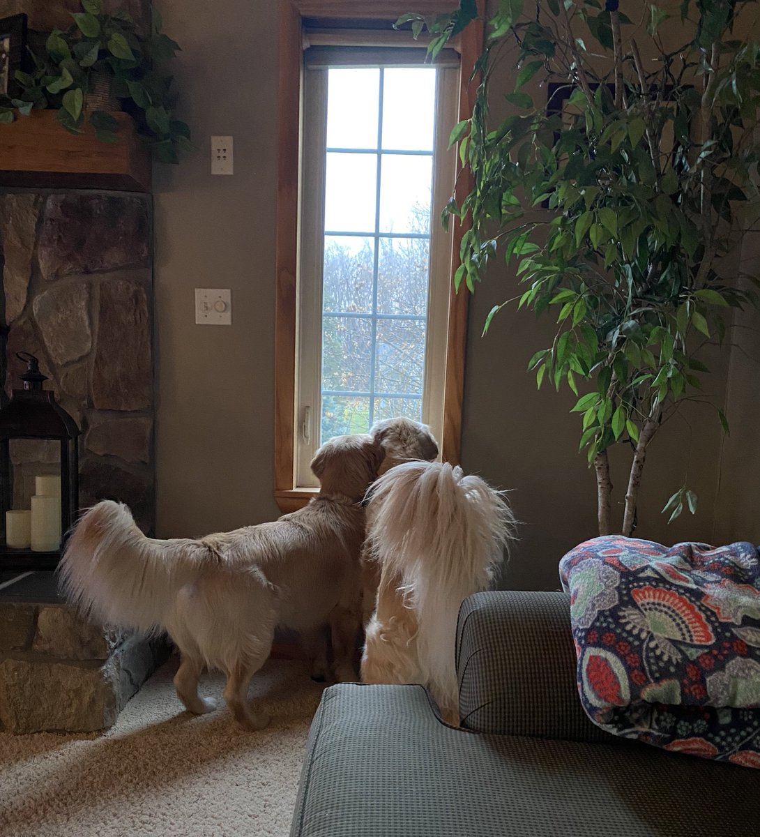 #FluffyButtFriday Yard patrol from inside today frens. Too rainy to do an adequate patrol outside. (And Captain Chaos gets too dirty) #lessmurraymorewalter #lessmurraylessrain