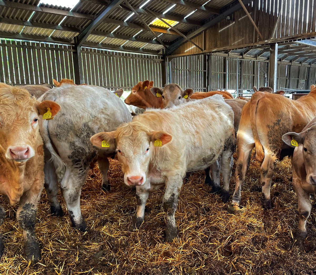 Excellent Angus steers & Charolais steers & heifers available for movement end of April once the ☀️ comes! Spring born 23, Ideal for the grass. Please get in touch for weights and videos. Scottish Borders, TB4. #scotchbeef #farminguk