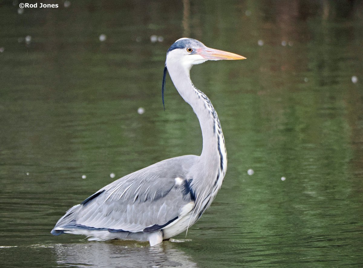 Grey heron fishing in the Calder & Hebble Navigation. #ThePhotoHour #TwitterNatureCommunity #wildlifephotography #NaturePhotography #birds