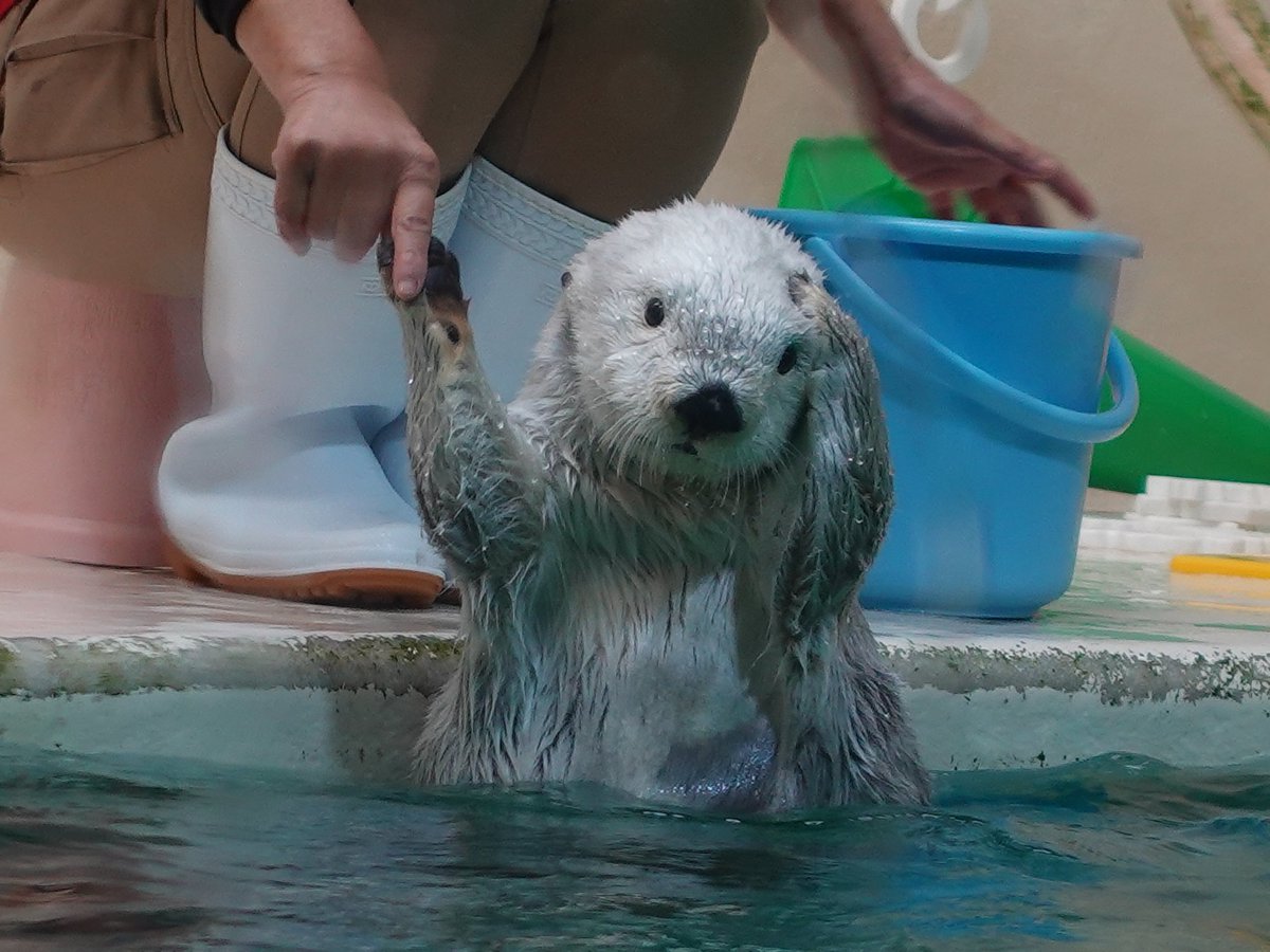 なにするんだっけ？ #鳥羽水族館 #ラッコ