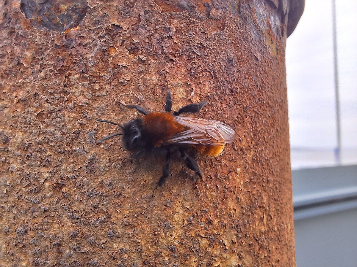 Gorgeous tawny mining bee on Aberystwyth promenade this afternoon 🐝