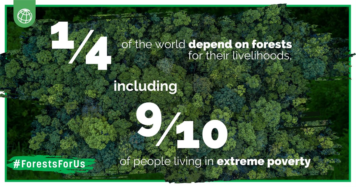 Forests play an important role in lifting communities out of poverty and ensuring a #LivablePlanet. They are game changers for people, climate, and nature: wrld.bg/mne750ReXvM #ForestsForUs