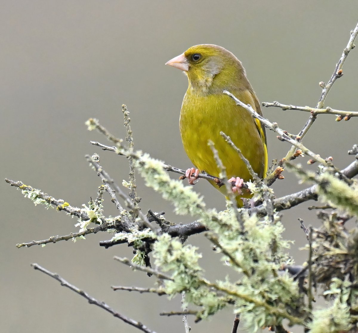 Carl Bovis tweet media