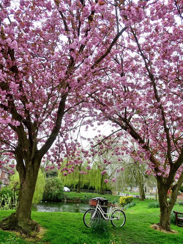 Lovely ride out on my bike this afternoon. Cherry blossom in full bloom and definitely feels like spring now #bike #bicycle #cycle #cycling #betty #bettybicycle #lovemybike #sunshine #spring #april #cherrytrees #blossom #littledriffield #yorkshirewolds