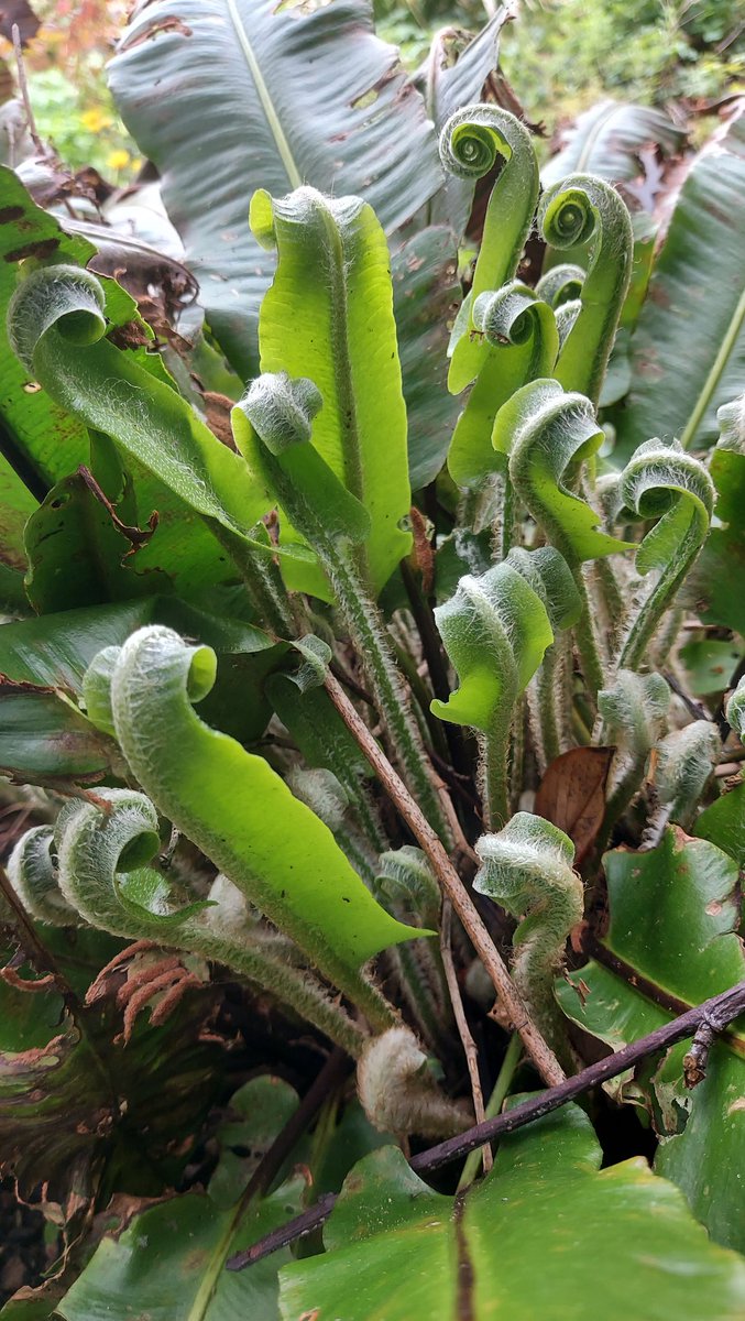 Unfurling 💚