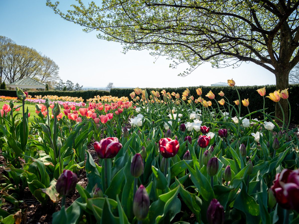 🌷🌷🌷 It's tulip time at @hersheygardens! 27,000 tulips (including 47 cultivars!) will be in peak bloom for approximately the next 7-10 days. A springtime tradition in Hershey, PA! Did you know? The annual tulip display began in 1942.