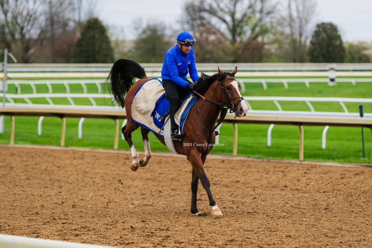 Mischief Magic (IRE) was feeling himself this morning! The @godolphin runner was most recently 2nd in the G2 Shakertown for trainer #CharlieAppleby.
