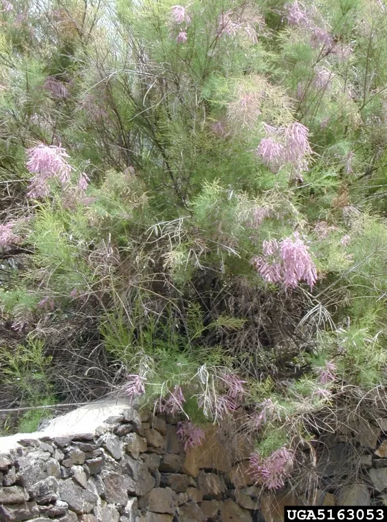 Happy #Coachella holiday everyone! 🎉🌼 Let's embrace the spirit of #music, #art, and a success story in #aquaticplantmanagement right from the #CoachellaValley.

invasive.org/gist/stories/c…

#WAPMS #invasiveplants #CoachellaHoliday #tamarisk #saltcedar #invasivespecies