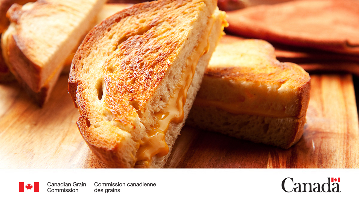 It’s National Grilled Cheese Sandwich Day! Cheese may be the star, but it'd not complete without bread! Our Grain Research Lab performs research on bread and wheat to learn what’s best for bread for many uses, including sandwiches! More: ow.ly/8xjv50R9Gn6 #CdnAg #AgSci