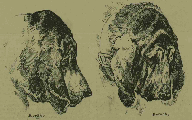 Part of our refreshed 2024 display will look at the Dog Training Establishment, marking its 90th birthday this year. Its forerunners included the bloodhounds Burgho and Barnaby, loaned by Commissioner Charles Warren in 1888. #DogsOfTwitter #Archive30 #ArchiveAnimals #DogsOfX