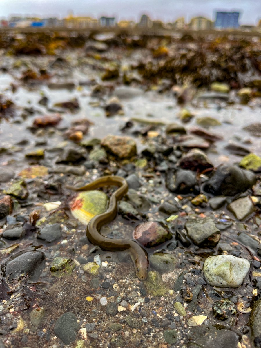 The European eel (Anguilla anguilla) spotted almost every month since we became @BioDataCentre Explore Your Shore Project Hub for Galway City. #ExploreYourShore