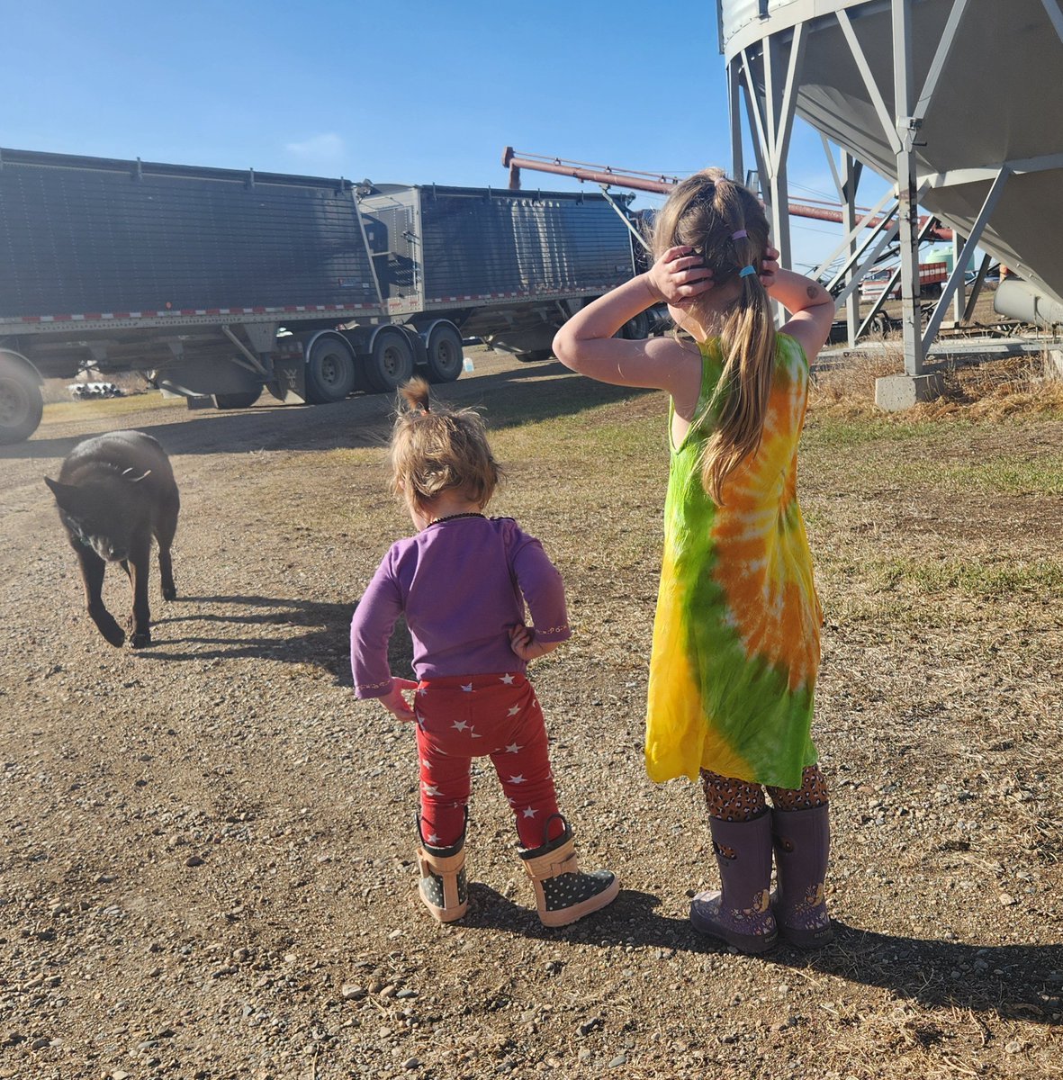 Gen6 is watching to make sure everything goes right while loading flax. #familyfarm #plant24 #westcdnag #saskag #farmgirls