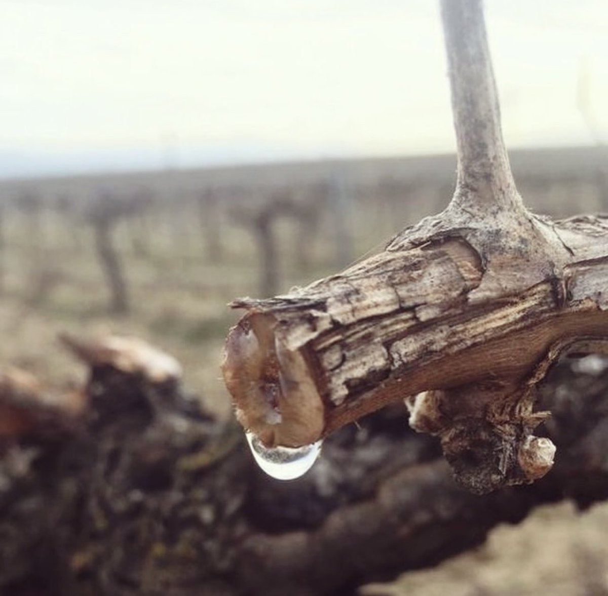 Con el lloro de la vid empieza el nuevo ciclo de vida en el viñedo. La savia gotea de las heridas de la poda de invierno.

De esta forma la vid se prepara para la brotación, florecer y finalmente transformar las flores en uvas.