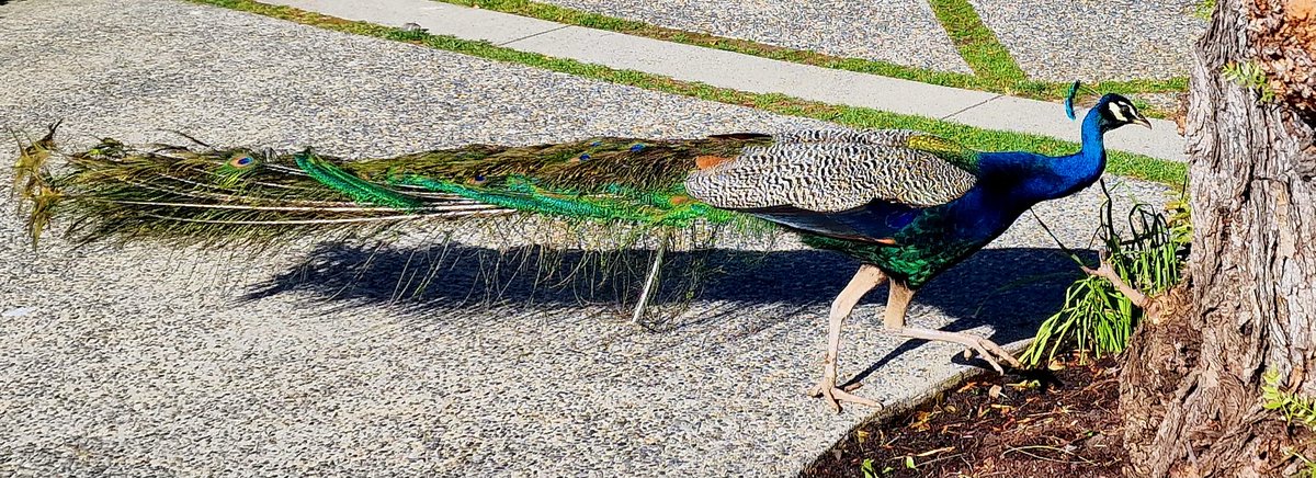 Incongruous! Scores of noisy peacocks roam wild in the peaceful residential area of Rolling Hills Estates in Los Angeles