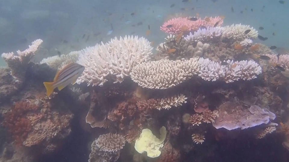 #wtpEarth #BlueEarth 
Climate Crisis Triggers Great Barrier Reef’s Worst-Ever Coral Bleaching 
75% of The Great Barrier Reef has bleached.
Bleaching events are increasing with global heating ⬇️
democracynow.org/2024/4/12/head… via @democracynow 
#ClimateActionNow