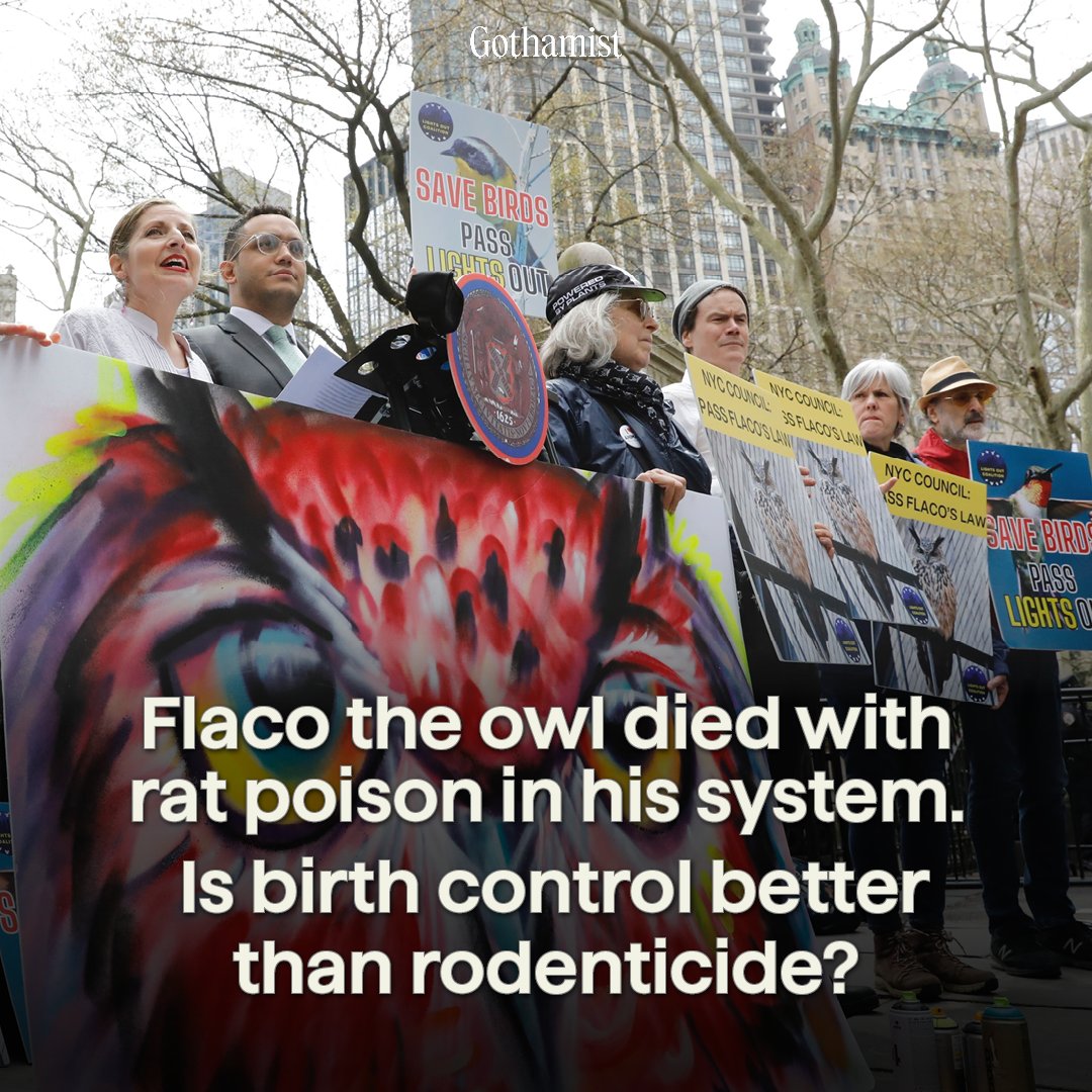 One city council member believes that rodent birth control is the way to avenge the avian icon. Here's how: bit.ly/44c8xG1