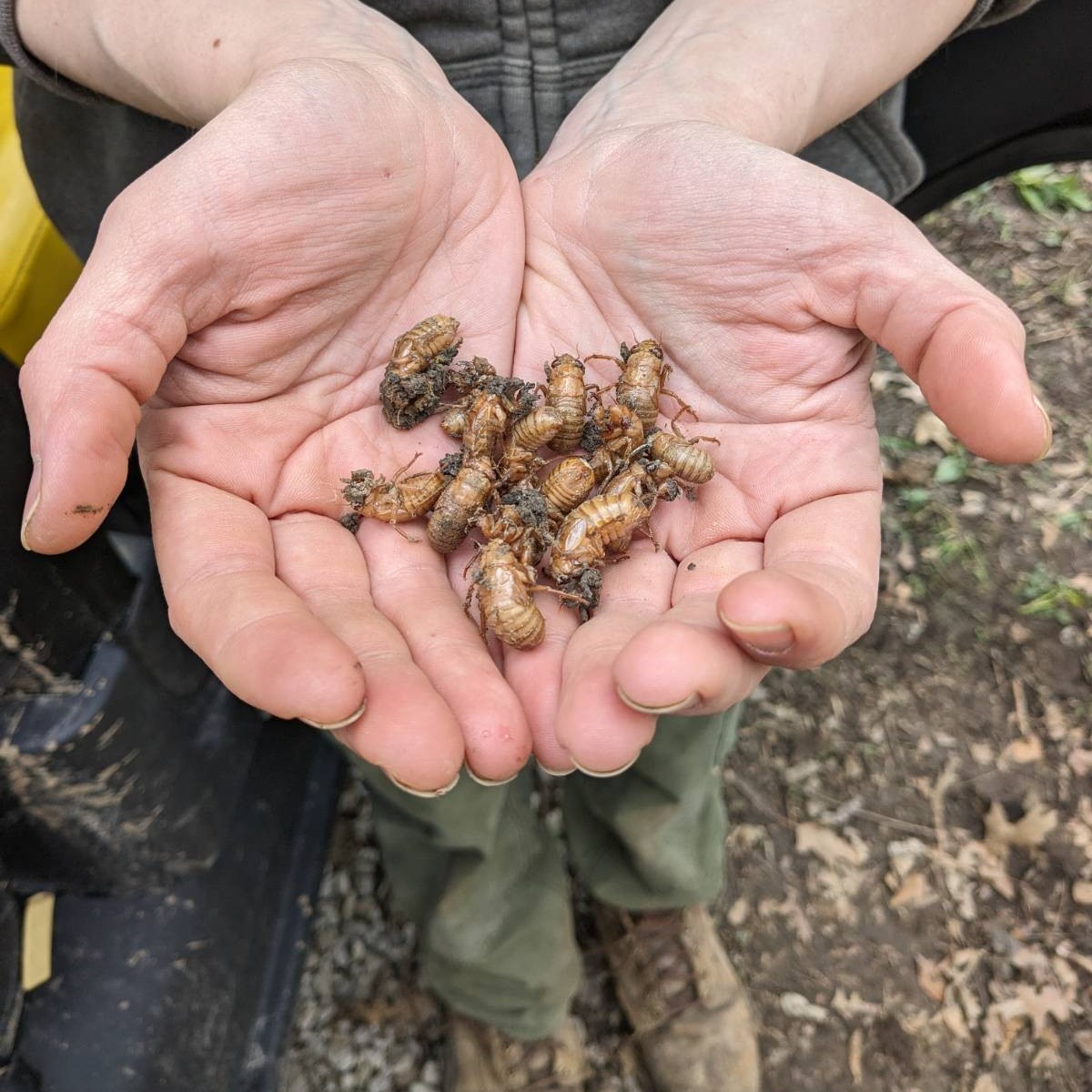 These are cicada nymph! #ForestPark4ever is so excited for cicadas from Brood 19 to graduate in Missouri soon. Cicadas are a sign of a healthy forest! Our team expects to a lot of periodical insects to emerge in Forest Park and around St. Louis. #CicadaBrood19