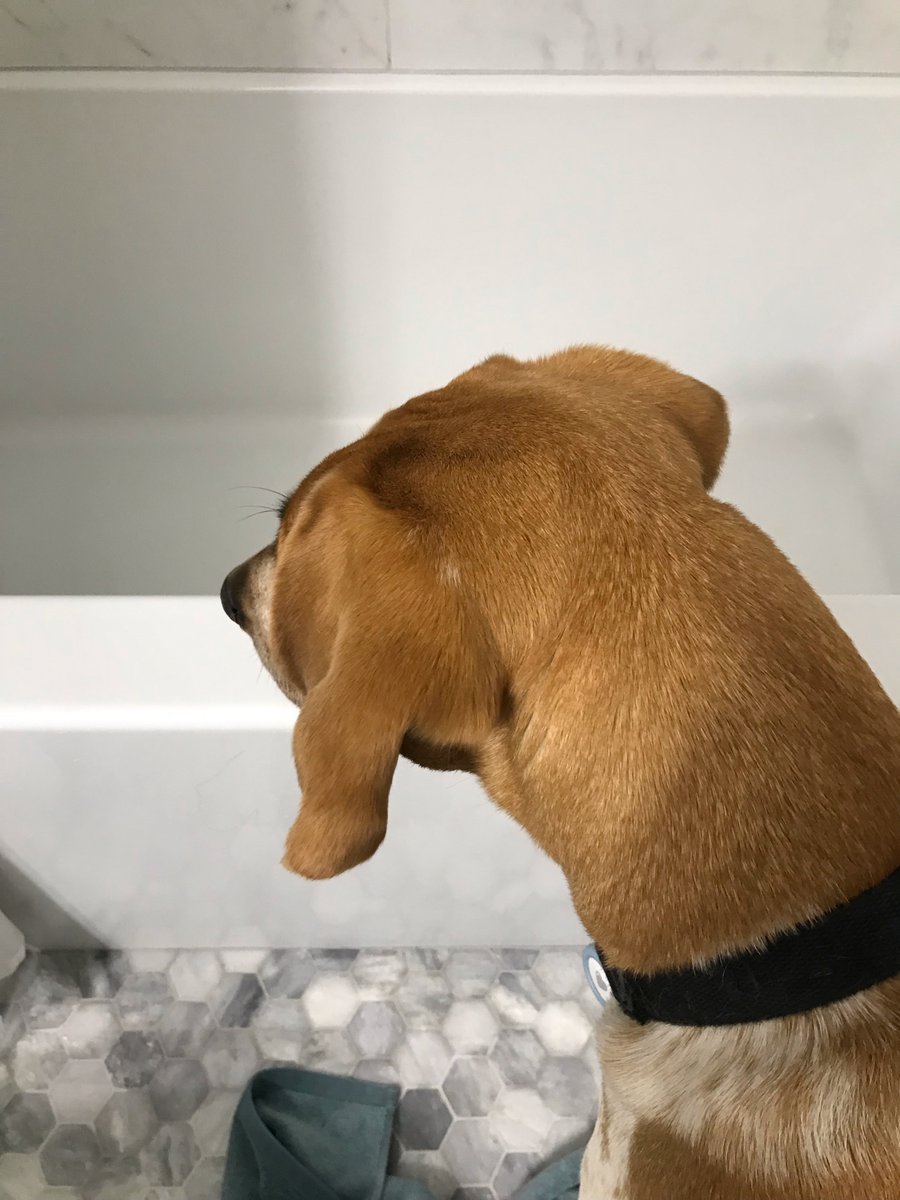 Could it be possible that my wild hound Rory is the first of my 3 rescues to actually want a bath? 🛁Is this detective dog just inspecting the new tub? Or is a rabbit somehow going to pop out of the drain? He's transfixed.
#lovedogs