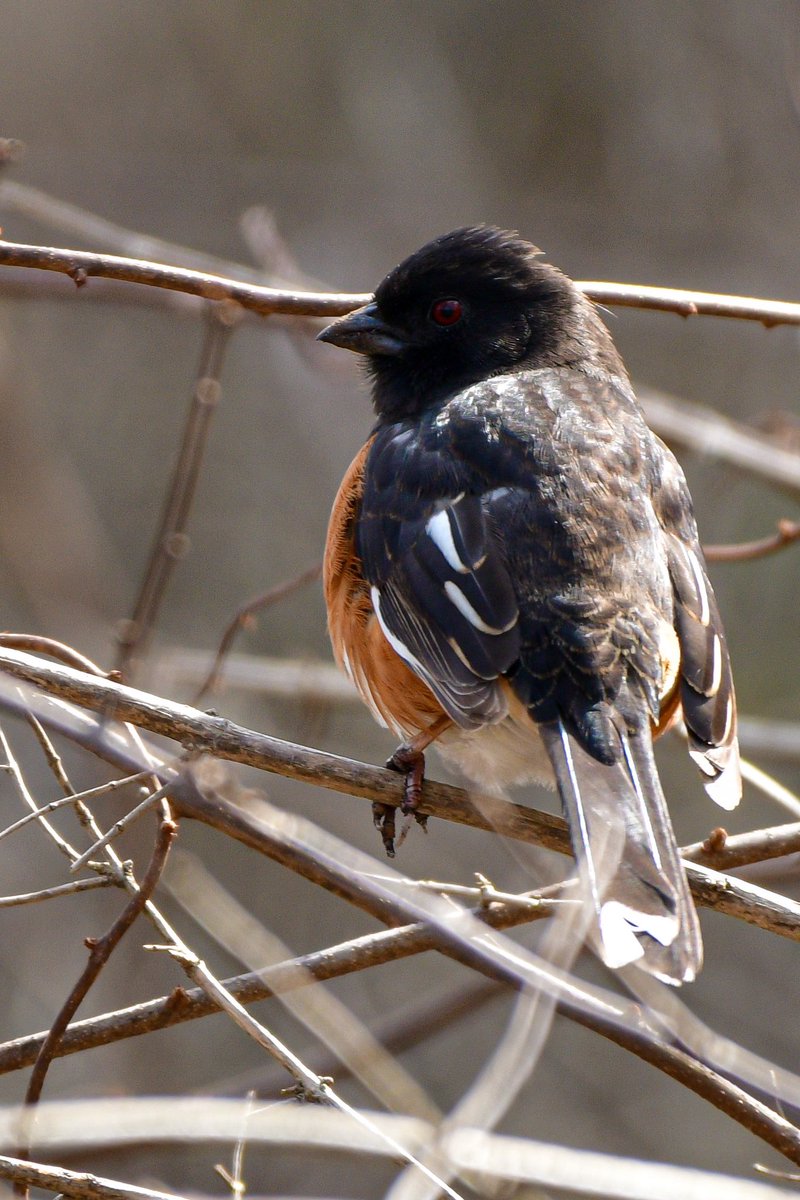 @wiscobirder Love seeing an Eastern Towhee on their way through