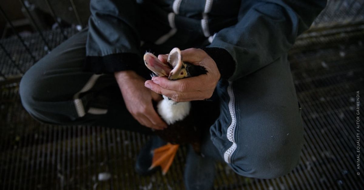 .@DaniSbrollini, @SilviaFregolent, @G_Castiglione, fate la cosa giusta: promuovete l’invio della lettera al Commissario Europeo per l'Agricoltura e supportate la fine dell'alimentazione forzata per il foie gras. #StopAlimentazioneForzata