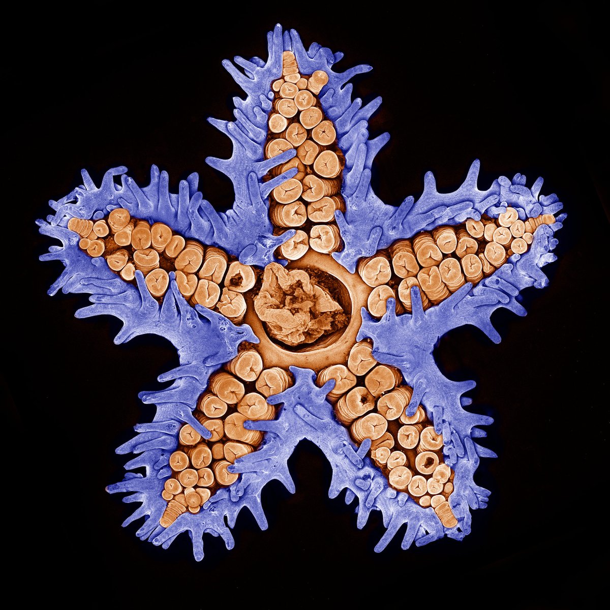 High five, it's almost the weekend! Did you know that some species of sea stars can have up to 40 arms? bit.ly/4cvEpJn Credit: Evan Darling