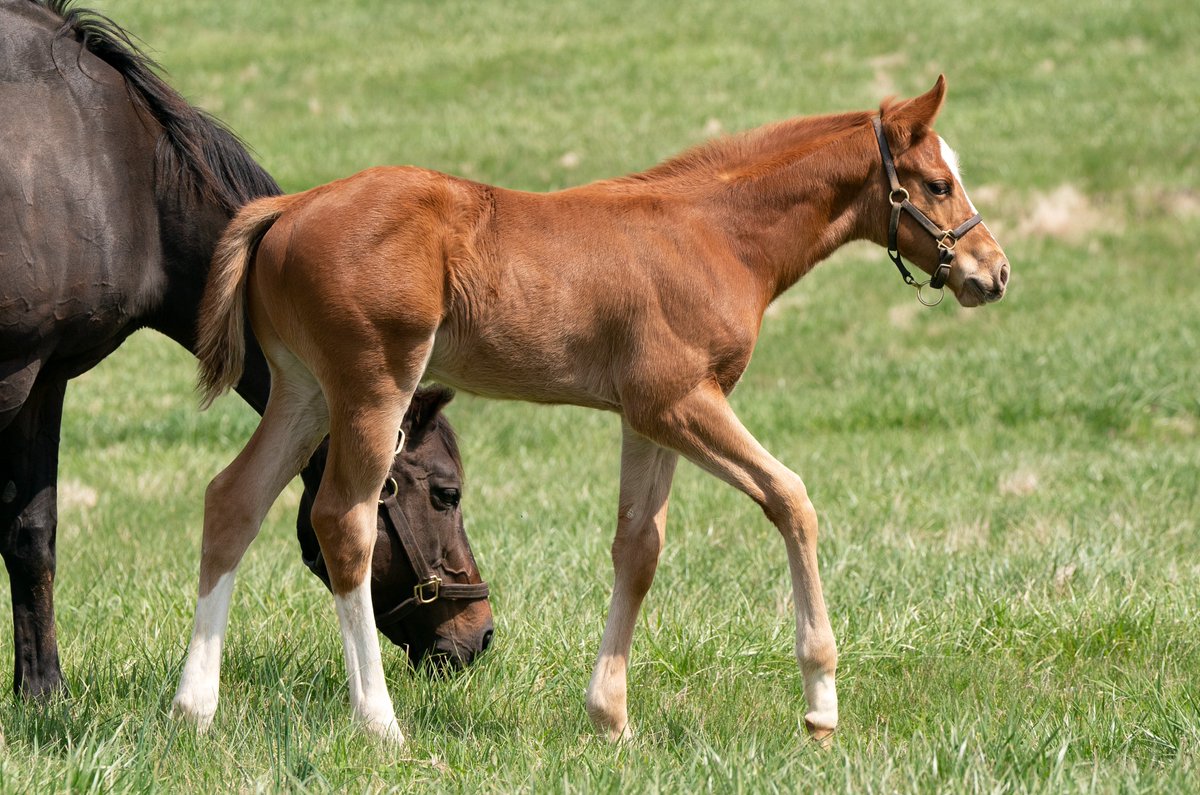 Happy #FoalFriday! This handsome colt by FLIGHTLINE (@LanesEndFarms ) is out of G1W HOT DIXIE CHICK and is a half-brother to G1W PAULINE'S PEARL 💪 #Storkstreet #foalsof2024 #BredandRaised