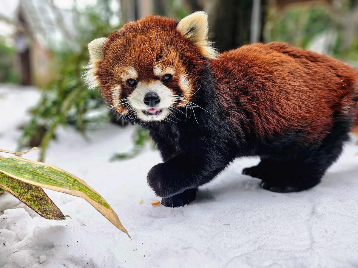 GET WELL SOON ❤️‍🩹 | Moshu, the Oregon Zoo's beloved red panda and social media darling, has been diagnosed with a 'severe' heart condition. READ MORE: bit.ly/3VXcrQO