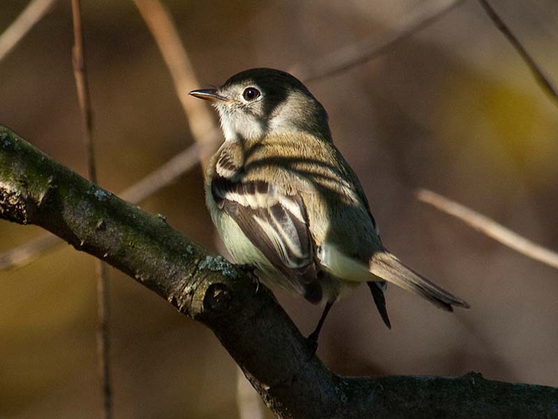 Hear the melody of migratory songbirds! 🎶 🍃 April is a good time to spot sparrows, kinglets, early thrushes, and early flycatchers. The best places to look for these songbirds are near water and edges, such as woods next to a shrubby area. Learn more: chgobg.org/3wMXOk1