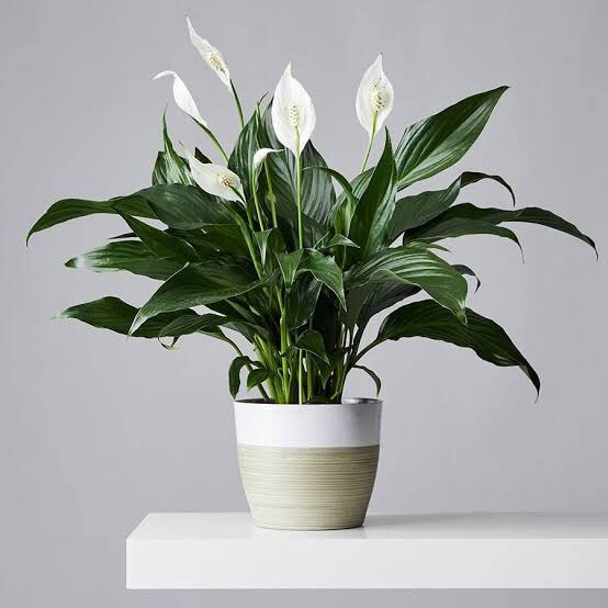 3.  Peace Lily (Spathiphyllum): Adds a touch of elegance while helping to purify the air. It is of the best plants to help you sleep better.