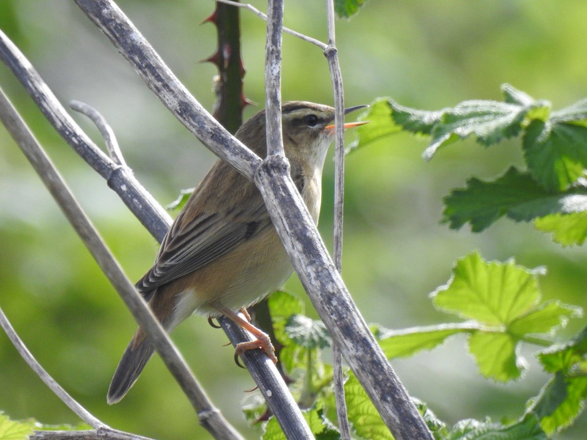 Sedge Warbler Cromwell Quarry 12/4/2024 A fantastic gem in a large bramble area on my patch today, which has now become an eBird hotspot (Sutton on Trent Farmlands and Holmes). Great to hear it several times and to get views after. ⁦@PatchBirding⁩ #localbigyear ✅ 96