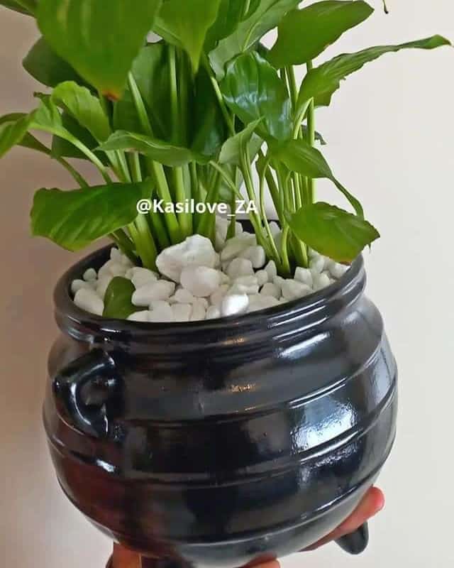 GIVE A GIFT THAT GROWS (R450 including the potjie pot) Plants help filter the indoor air, increase the levels of humidity, helping you breathe better. All our plants come with pots Shop here:wa.me/p/554730409533… We deliver daily in Gauteng
