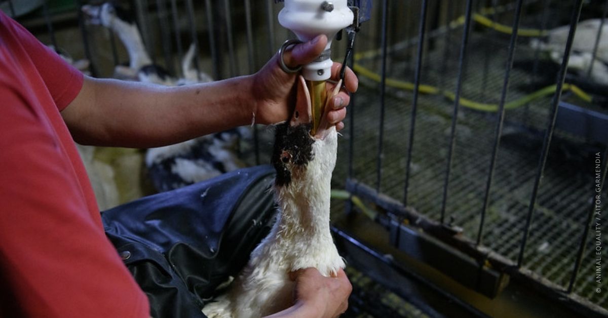 Ascoltate i cittadini che chiedono di agire contro l'alimentazione forzata per la produzione di foie gras, @mlombardo81, @IsabellaDeMonte, @davidefaraone, spingete il governo a prendere posizione! #StopAlimentazioneForzata