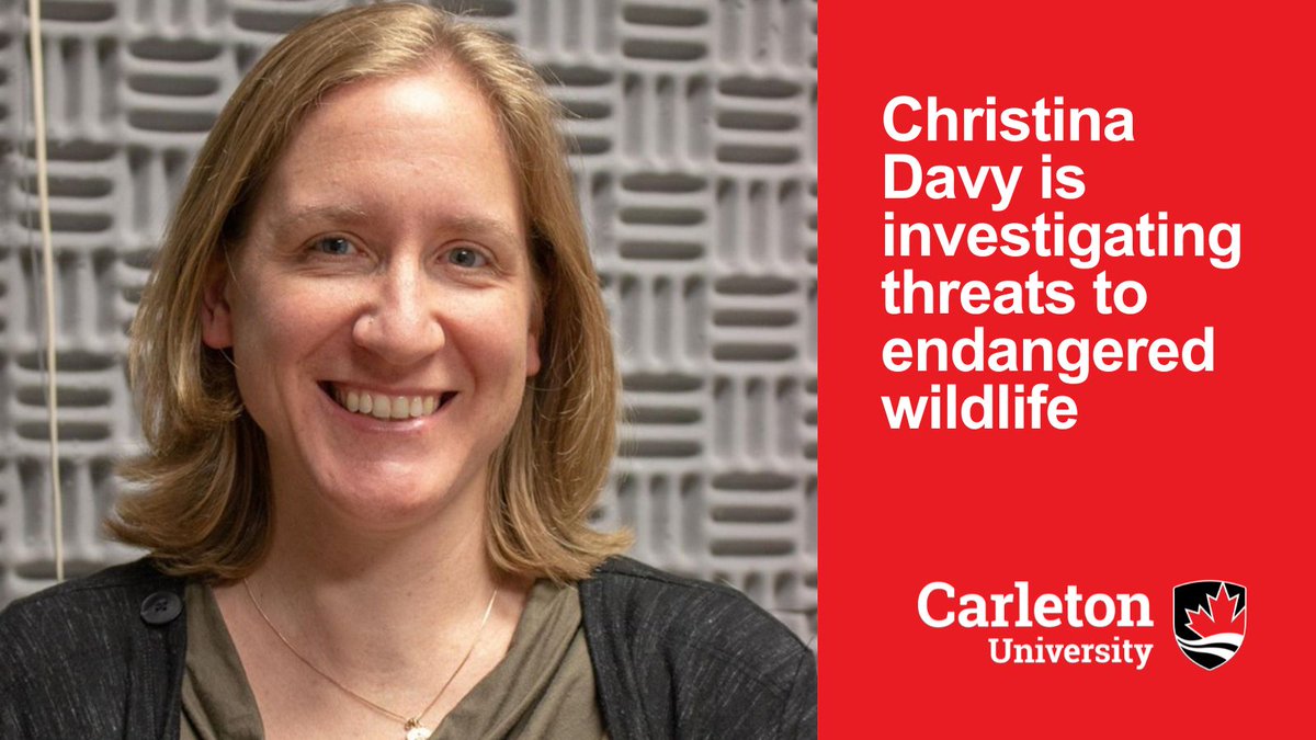 Carleton University Research (@cu_research) on Twitter photo Congratulations to <a href="/CarletonBiology/">Carleton Biology</a>'s <a href="/Christina_Davy/">Christina Davy</a> for receiving $140K from <a href="/ONgov/">Ontario Government</a>'s Early Researcher Awards program for her work quantifying invisible threats to endangered species, like turtles 🐢
More about the project: buff.ly/3JcUPc0
<a href="/Carleton_U/">Carleton University</a> <a href="/CarletonScience/">Carleton Science</a> Congratulations to <a href="/CarletonBiology/">Carleton Biology</a>'s <a href="/Christina_Davy/">Christina Davy</a> for receiving $140K from <a href="/ONgov/">Ontario Government</a>'s Early Researcher Awards program for her work quantifying invisible threats to endangered species, like turtles 🐢
More about the project: buff.ly/3JcUPc0
<a href="/Carleton_U/">Carleton University</a> <a href="/CarletonScience/">Carleton Science</a>