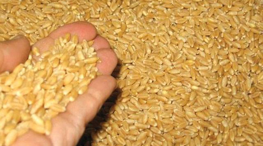 Wheat procurement campaign to start in Punjab from tomorrow #RadioPakistan #BreakingNews radio.gov.pk/12-04-2024/whe…