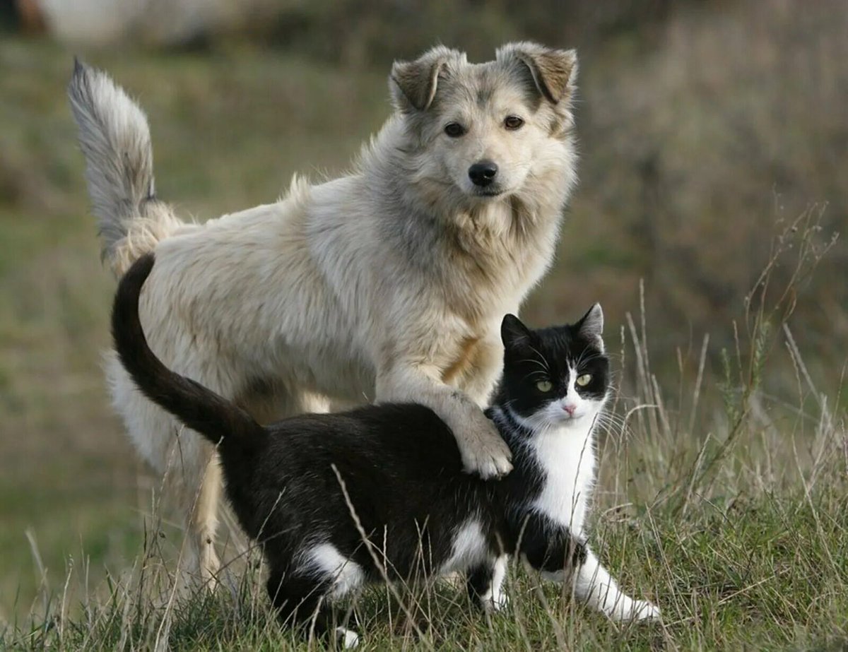 Türkmenistan hükümeti, hayvan avcıların'dan, günde en az 7 başıboş köpek ve kedi öldürme şartı koşuyor.