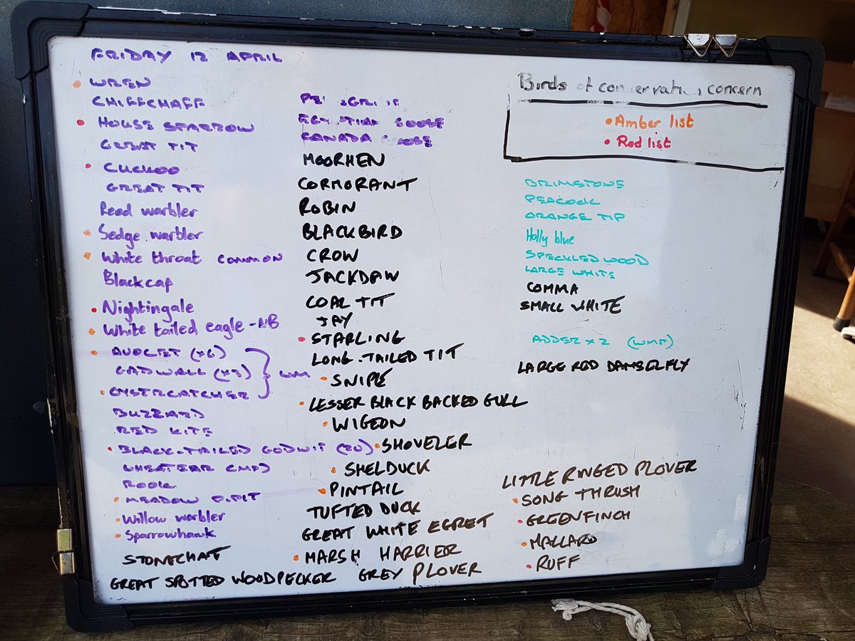 A beautiful sunny day with plentiful birds and a nice selection of butterflies too. Coming in after I'd photographed the board was our star bird of the day - male Pied Flycatcher found in Black Wood (on the heathland trail down towards Hail's View) - nice find Chris, Juliet et al
