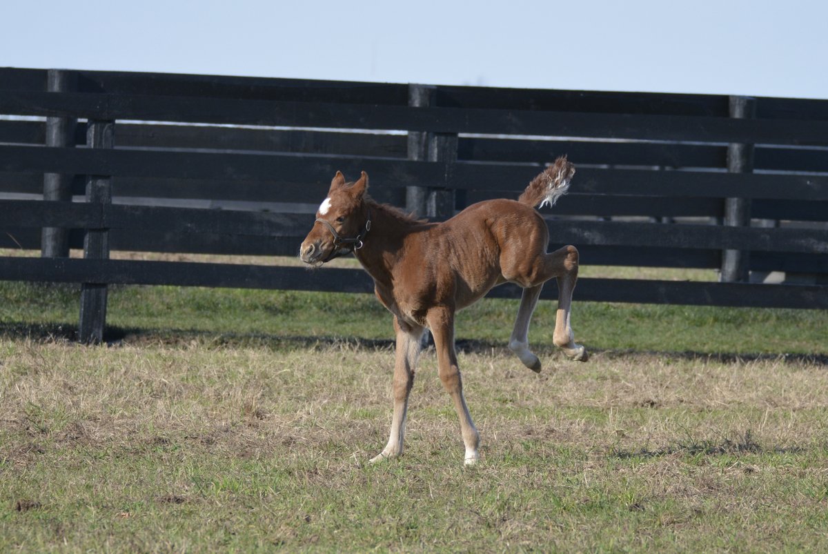 Brace yourselves, it's #FoalFriday! 🐴 Time to gallop into the weekend like nobody's business. This little foal's got more sass than a stable full of divas!