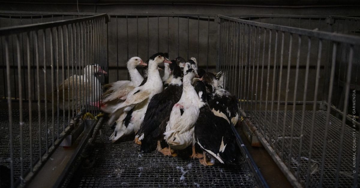 I cittadini italiani si schierano contro l’alimentazione forzata per la produzione di foie gras: Onorevoli @marcofurfaro, @Tetovaccari, @mariannamadia, fate la vostra parte! #StopAlimentazioneForzata