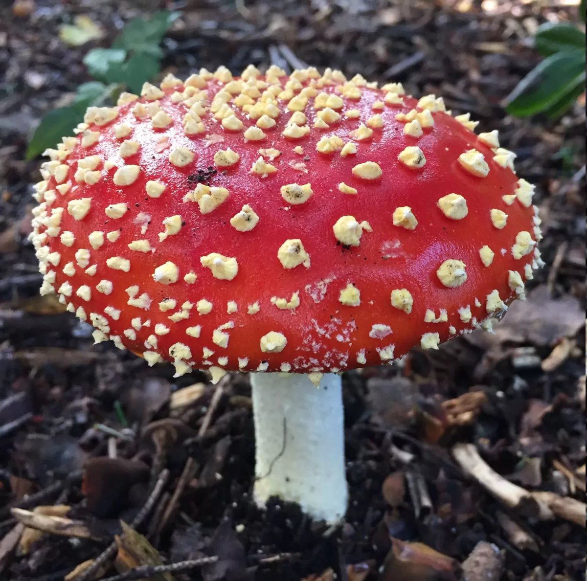 Discover the fascinating world of fungi with insights from @kewgardens! 🍄 Learn about their crucial role in ecosystems, their partnerships with plants, and their impact on human life. #Fungi #Biodiversity🌿🔬 ➡️kew.org/read-and-watch…