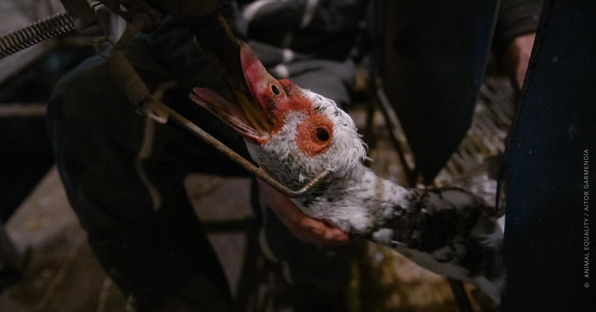 Ascoltate i cittadini italiani: promuovete la lettera per supportare lo #StopAlimentazioneForzata di anatre ed oche nella produzione di foie gras! @grotondi, @matteorenzi, @giamma71