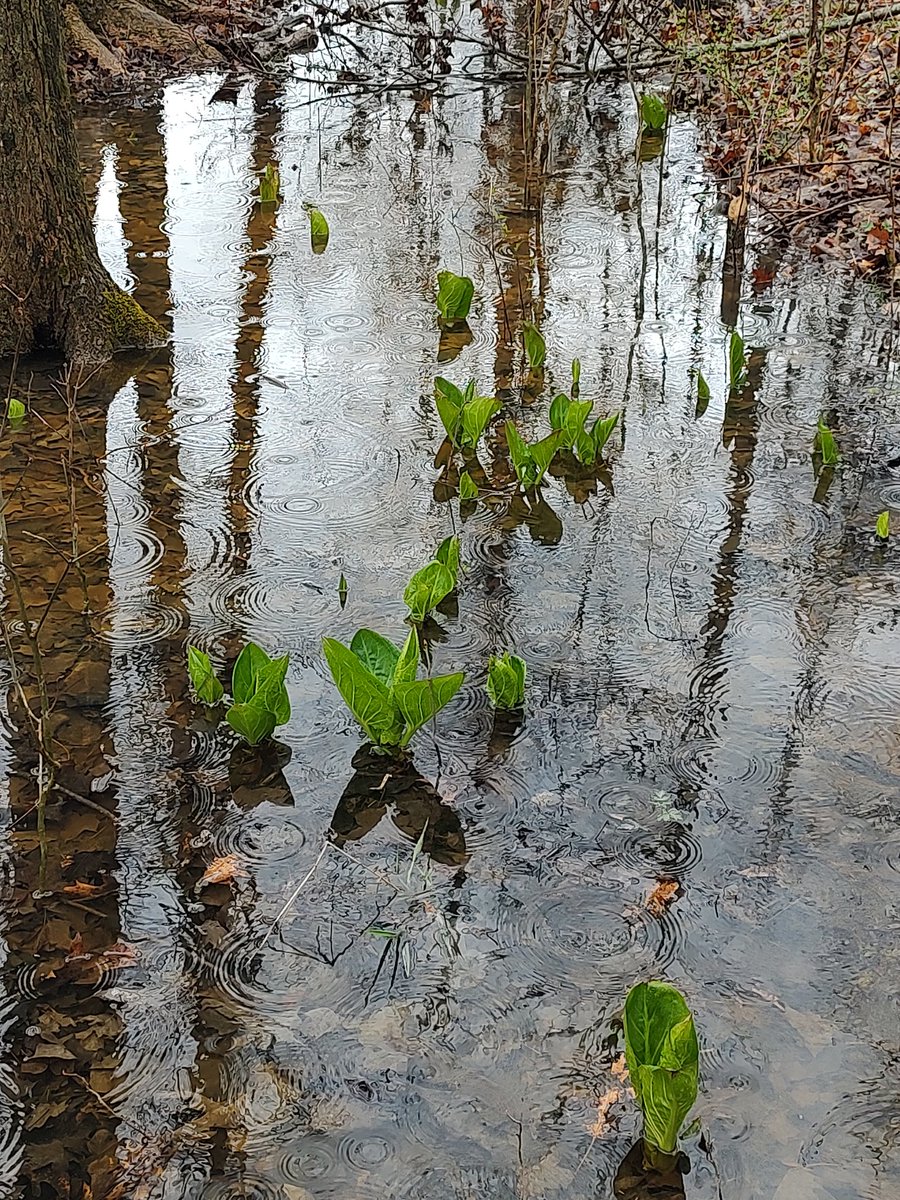 Walking in the rain along a flooded woodlot. Love the patterns on the water from the combination of raindrops, reflected trees, and the water surface. A mosaic of sorts.