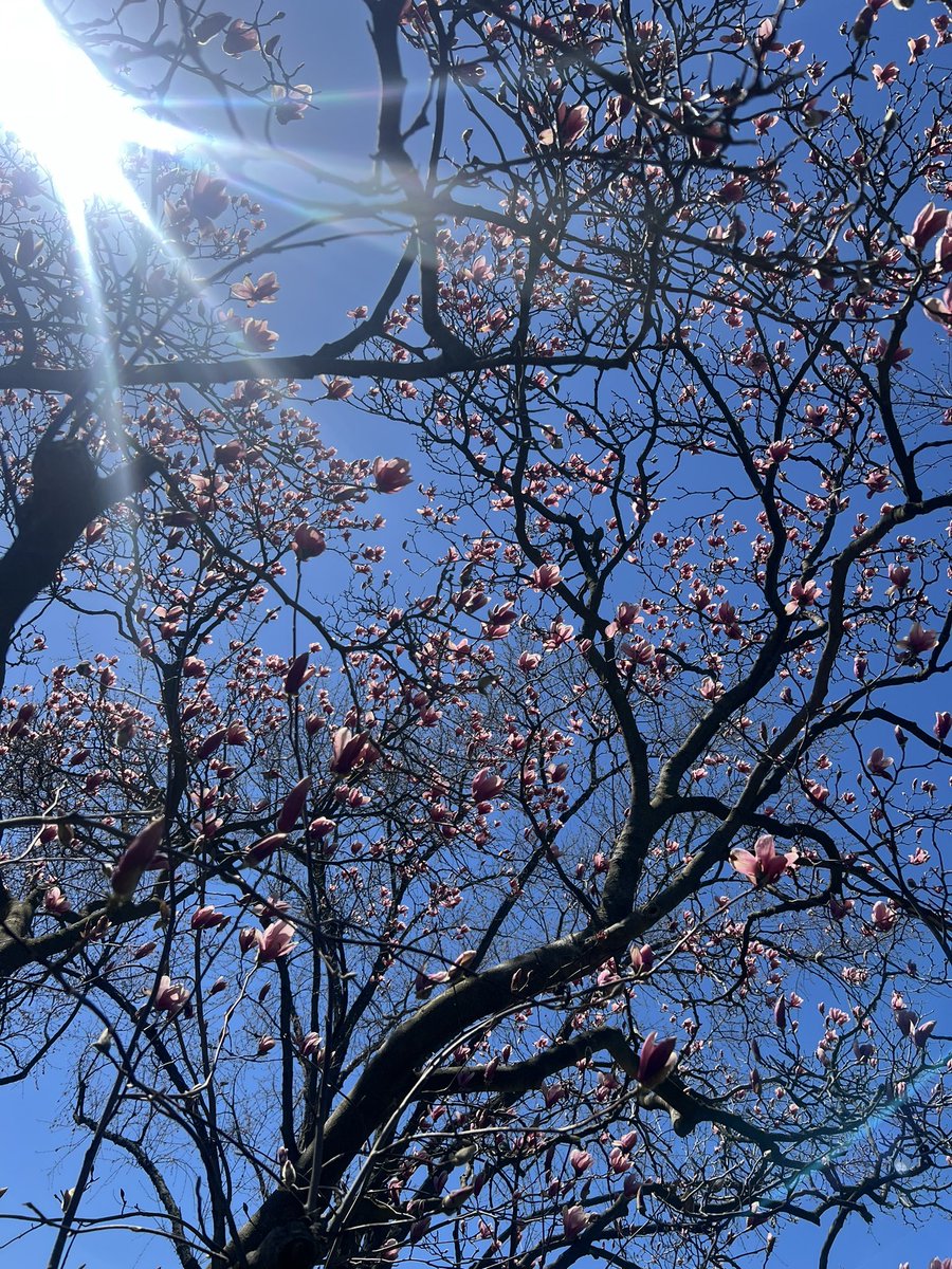 I love watching the trees around me start to bloom 💕