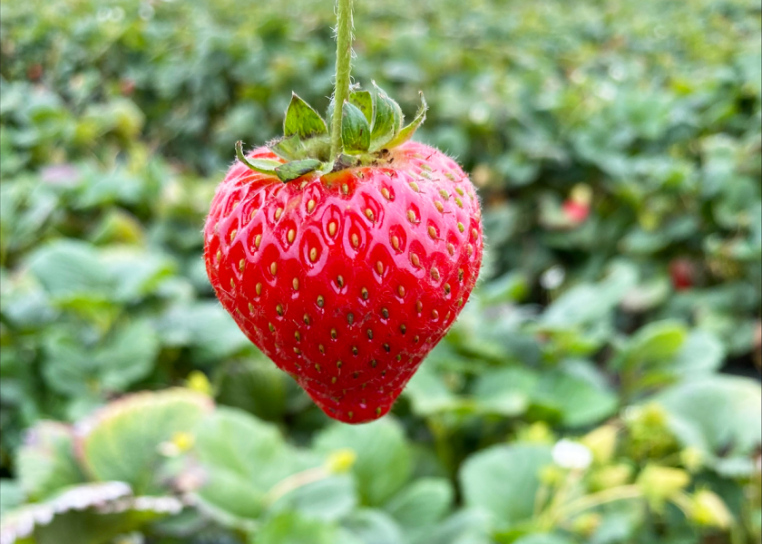 In the heart of California’s vibrant strawberry-growing regions, anticipation is high for the 2024 season with industry insiders upbeat about crop quality and volume. loom.ly/NC2WVew
