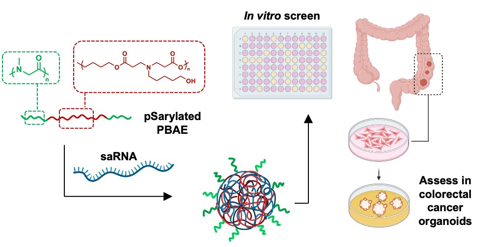 Very pleased to share our latest work on saRNA delivery using polySarcosine functional polycations. Another great collaboration with @robin_shattock @cameron_alexndr @OrdonezMoranLab @Mata_Lab and big well done to lead author @hulyabyrkttn shorturl.at/jtuCL