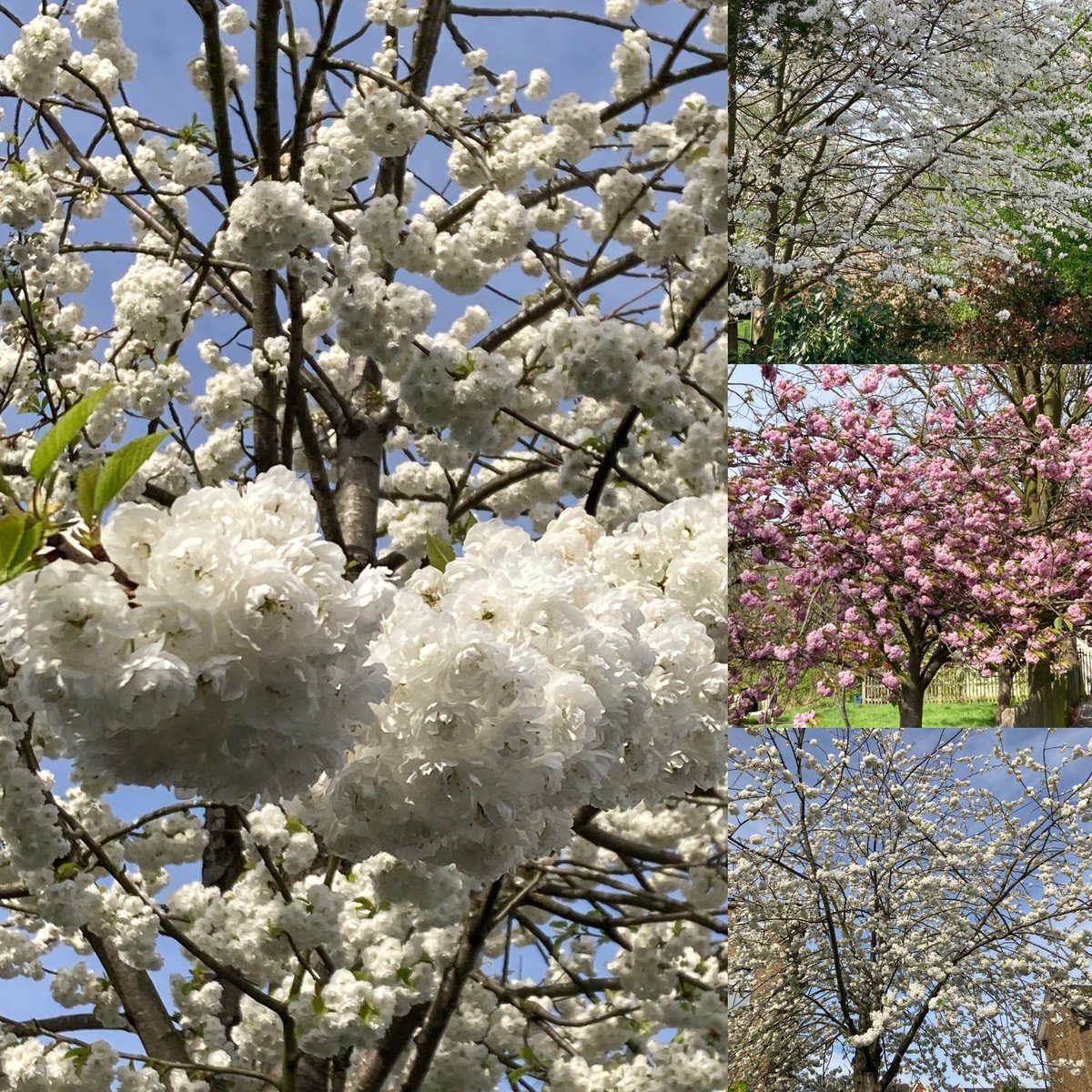#Blossomwatch #cherryblossom #spring #Dulwich