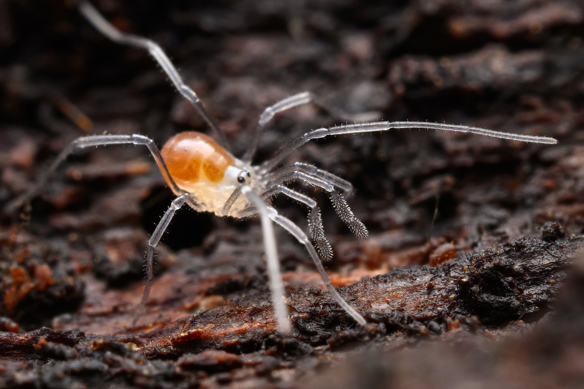 check the pedipalps (out front) on this immature Hesperonemastoma harvester what Wolff et al 2016 called 'sticky whips'. the sticky comes from plumose setae with glandular secretions which combine to capture small agile prey items paper here: academic.oup.com/zoolinnean/art…